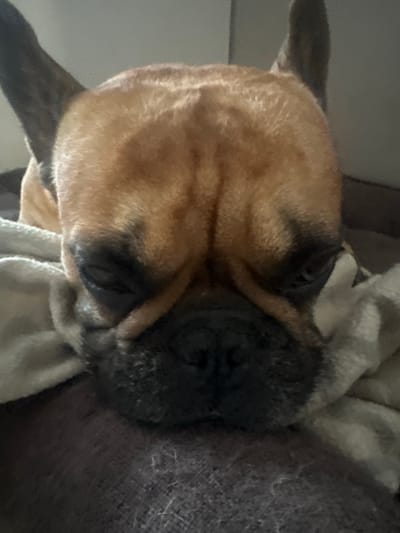 A close-up, eye-level, indoor shot shows a French Bulldog resting its head on a beige blanket. The dog has fawn-colored fur and dark markings around its eyes and muzzle. Its eyes are partially closed. The background is softly blurred, suggesting an indoor setting with neutral-colored walls or furniture. The image quality is slightly grainy. There are no identifiable landmarks or elements that would suggest a specific location within Скалба Снт, Russia.