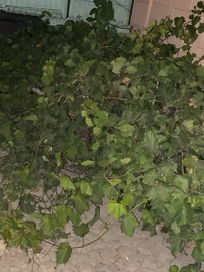 A nighttime, close-up shot of a dense tangle of grapevines with green leaves and thin, brown stems covers most of the frame. The vines are growing along the base of a textured, light-colored wall that runs along the top of the image. The ground beneath the vines is a mixture of light-colored dirt and small stones. The scene appears to be in an outdoor area, possibly a yard or garden, in Babayurt, Russia. There are no people or animals visible in the image.