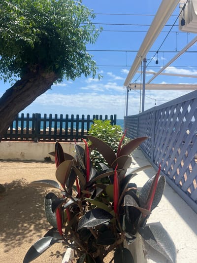 The image displays a vibrant outdoor scene, likely a terrace or garden, overlooking the sea in Sant Pol De Mar, Spain. The view is under a bright, clear blue sky with scattered white clouds, suggesting a sunny day, possibly midday or early afternoon given the prominent shadows.
In the foreground to the right, a large plant with dark, glossy leaves and distinctive reddish-pink new growth or sheaths (resembling a Rubber Plant or Ficus elastica) is prominent. It stands next to a textured white wall. The ground beneath the plant is a light-colored, paved surface, showing strong shadows cast by the plant. To the left, a portion of a tree with a thick, textured brown trunk and dense green foliage fills the lower part of the frame.
A black wooden picket fence extends across the mid-ground, acting as a boundary. Beyond this fence, the deep blue water of the sea is clearly visible, stretching towards the horizon.
Above, a light blue or grey painted wooden lattice structure, possibly part of a pergola or a balcony railing, is visible. Further up, white fabric awnings or shade structures with their supporting metal frames are seen, beneath which string lights with small bulbs are strung.
No people are visible in the scene. The overall impression is one of a tranquil and bright Mediterranean coastal setting. There is no visible text.