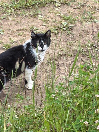 A black and white cat stands in a patch of dirt and grass in a park. The cat is facing right and has one eye closed. Tall grass and clover with small pink and white flowers surround the cat. The ground is mostly dirt with scattered patches of dry grass and some green weeds.