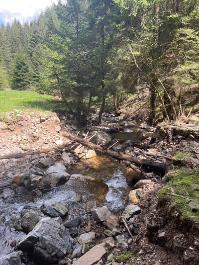 The image depicts a natural scene, likely in a rural area near Drianovo, Bulgaria, characterized by a small stream flowing through a rocky and wooded landscape.

**Environment:** A narrow, shallow stream runs from the top to the bottom of the frame. The stream's bed is composed of rocks and stones of various sizes. The surrounding terrain is uneven and rocky, with exposed soil and tree roots along the banks. Vegetation, including coniferous trees, lines the left side of the frame, and some grassy areas appear on the lower left.

**Subjects:** The primary subject is the stream itself, its flowing water visible between the rocks.

**Objects:**
*   Rocks and stones of varying sizes.
*   Fallen tree branches and roots.
*   Vegetation, including trees and grass.
*   Soil and dirt banks.

**Actions:**
*   Water flowing through the stream.

**Interactions:**
*   The water interacts with the rocks, creating small rapids and ripples.
*   The trees provide shade to the stream.

**People:** No people are visible in the image.