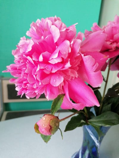 This is a close-up, vertical, eye-level shot of pink peonies in a blue vase. The flowers are vibrant pink with some lighter pink edges on the petals. Water droplets are visible on the petals, indicating they have been recently watered or misted. A single peony bud, partially open and covered in water droplets, is hanging to the left of the main bloom. The background is a solid, bright teal color, and a portion of a light-colored table or surface is visible in the foreground. A blurred background element, possibly furniture or a wall, is also present behind the flowers. There are no people or animals in the image. The scene is indoors.