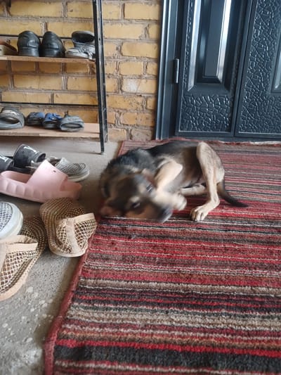 In the foreground, a medium-sized dog with brown and black fur is lying on a striped rug. The dog is actively scratching its head with its hind leg, causing its head and body to be blurred. The rug has horizontal stripes of red, black, brown, and white. Behind the dog and rug, a collection of footwear is scattered on a concrete floor and on a multi-tiered shoe rack. The shoe rack, made of metal and wood, holds several pairs of shoes, including black formal shoes, sandals, and flip-flops. In the background, a brick wall serves as a backdrop, with a dark-colored door with embossed detailing to the right of the image. The overall environment appears to be an outdoor or semi-outdoor space, possibly a porch or entryway, in the city of Türkmenabat, Turkmenistan.
