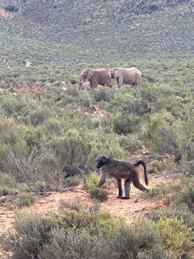 This media file presents a natural outdoor scene featuring wildlife in a rugged, vegetated landscape, likely within the Witzenberg Local Municipality, South Africa.
The central subject is a baboon, positioned in the foreground on a reddish-brown dirt path or rocky ground. It is facing towards the right side of the frame, with its head slightly lowered, appearing to be walking or foraging. Its fur displays shades of brown and grey.
In the mid-ground, further to the left of the baboon, two elephants are visible. They are partially obscured by dense green and brownish shrubbery and appear to be moving towards the left. One elephant is larger, followed closely by a somewhat smaller individual.
The setting is characterized by an extensive area of arid-looking, low-lying green and brown vegetation, including various shrubs and bushes, covering rolling hills or mountainous terrain that extends into the background. The ground is dry and rocky in places. The natural lighting indicates it is daytime, with clear skies. There is no visible text in the image. The scene captures a moment of these animals existing together in their wild environment.