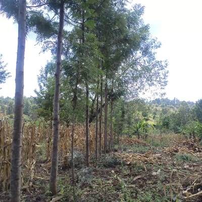 This image depicts an agricultural landscape located in Mururi, Kenya. A prominent linear arrangement of approximately ten slender trees, possessing light-brown trunks and green foliage, extends across the midground from left to right. To the immediate left of this tree line, a field of dry, yellow-brown corn stalks stands upright. To the right of the tree line, the reddish-brown soil of a cultivated area is visible, interspersed with green undergrowth, scattered dry corn husks, and other organic debris. A pile of freshly cut green branches and leaves rests on the ground at the base of the tree line in the mid-right. In the background, densely vegetated hills covered with various green trees rise against a bright, hazy sky. Several banana plants are identifiable in the mid-to-far background. No individuals, animals, or active subjects are present within the frame.