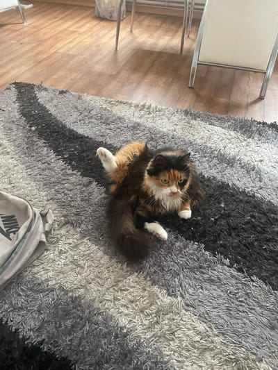 A calico cat is lying on a plush, multi-colored rug. The rug has stripes of black, dark gray, and light gray. The cat is facing upwards, with its front paws outstretched. Its fur is a mixture of orange, black, and white, with distinctive patches of color on its face and body. Its eyes are open and appear to be a light green or yellow color.
In the background, to the left of the cat, is a wooden floor with a visible grain pattern. Partially visible on the wooden floor are parts of a chair with chrome legs and a light-colored seat.
In the lower right corner of the image, a corner of a gray backpack is visible. The word "NIKE" is clearly printed in black letters on the backpack.
The lighting suggests it is daytime, with shadows cast across the rug, indicating sunlight is entering the room from a source not visible in the frame. The overall scene appears to be indoors, likely a living room or bedroom. The cat's relaxed posture suggests a calm and comfortable atmosphere.