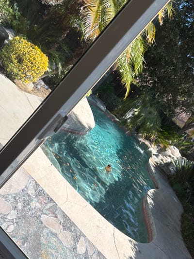 This image depicts an outdoor residential swimming pool area in Santa Clarita, United States of America, observed from an elevated, indoor perspective, likely through a window. A light-colored window frame, possibly aluminum or vinyl, extends diagonally across the upper-left and central portions of the frame, with a visible screen on the far left. The prominent feature is a free-form swimming pool filled with clear turquoise water. A single individual, appearing to be an adult, is partially submerged in the pool, visible from the upper torso upwards, wearing dark goggles, and positioned with their back or side to the camera. Numerous small, orange-brown fragments, consistent with leaves or debris, are floating on the surface of the pool water. The pool perimeter features light-colored coping stones and is surrounded by a beige concrete pathway on the left. The environment around the pool is lush with vegetation, including several tall palm trees, various dark green shrubs, and a distinct, rounded bush with bright yellow flowers located in the upper-left quadrant. A mottled, multi-toned stone or tile patio surface is visible in the immediate lower-left foreground. The scene is illuminated by natural sunlight, casting reflections on the water.