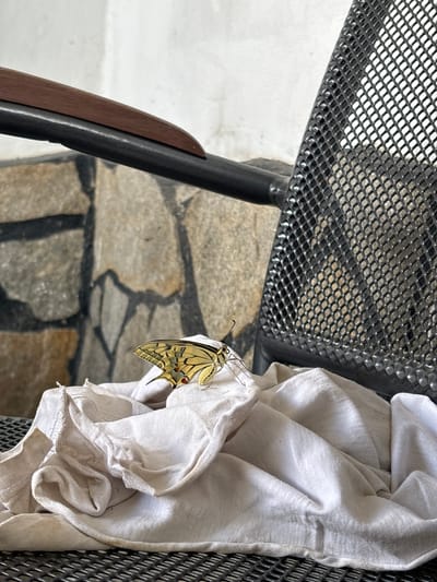 The image depicts a butterfly resting on a white cloth. The cloth is draped over a dark, possibly metal, surface that appears to be a bench or chair. In the background, a stone wall is visible, and to the right, the diamond-shaped mesh of a chair back is present. The butterfly is yellow with black markings and has its wings partially open. The scene appears to be outdoors. There is no indication of the city of Novo Zhelezare, Bulgaria.