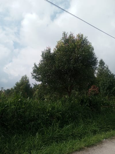 The scene depicts a natural outdoor environment in Đăk Pxi, Vietnam, dominated by lush vegetation under an overcast sky. In the foreground, a dense array of green grasses and smaller plants occupies the lower half of the image, bordering a narrow strip of unpaved road or path on the extreme bottom right. The midground features numerous trees with dark green foliage, with one prominent tree centered, exhibiting some reddish-pink new growth in its upper canopy. Other trees and dense greenery extend into the background. The upper portion of the image shows a cloudy sky, primarily light blue with significant white and grey cloud cover. Two parallel, dark overhead wires traverse the upper right quadrant horizontally. A small, indistinct dark object, possibly an airborne bird or distant aircraft, is visible against the lighter sky in the upper left quadrant. No people, discernible actions, or interactions are present.