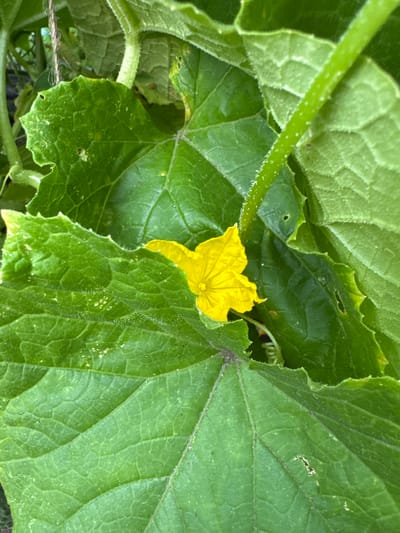 A close-up shot of a bright yellow cucumber flower is nestled among lush green cucumber leaves and vines. The leaves are large, textured, and have serrated edges, with some showing small holes or imperfections. The flower has delicate petals and a dark center. The scene is set outdoors, likely in a garden within Энергетик-2 Снт, Russia. The lighting suggests it's daytime.