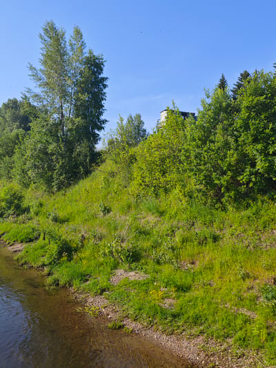 This is a photograph of a riverbank in Galanino, Russia, under a clear blue sky. The river occupies the lower left portion of the frame, its shallow, clear water revealing a gravelly bottom. The bank rises steeply to the right, covered in lush green grass and various types of vegetation, including trees and bushes. The grass is interspersed with small yellow wildflowers. In the background, on the crest of the hill, there is a partially visible white building with a dark roof, possibly a structure or part of a larger complex. Several tall trees, some with birch-like bark, are scattered throughout the scene, and a cluster of dark green coniferous trees stands out against the sky on the far right. The overall impression is of a natural, sunlit landscape.