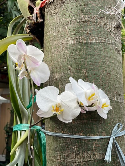 This image, captured in Garut, Indonesia, displays two distinct clusters of blooming white Phalaenopsis orchids attached to the trunk of a large tree. The tree's bark is greenish-grey and textured, occupying the right and central sections of the frame. The upper orchid cluster, located on the left-center, consists of at least two white flowers, each presenting faint pink-purple coloration on inner petals and prominent yellow centers. This cluster, alongside a large, flat, grey-green epiphytic plant, is secured to the trunk with a green plastic strap knotted around the vegetation and tree. A second cluster of at least three similar white orchids is positioned lower and to the right on the trunk. A light blue plastic strap, tied into a bow, encircles the tree trunk below the lower orchid cluster. The background is blurred, showing green foliage and indistinct structural elements, consistent with an outdoor garden or park environment under natural lighting. No individuals are present.