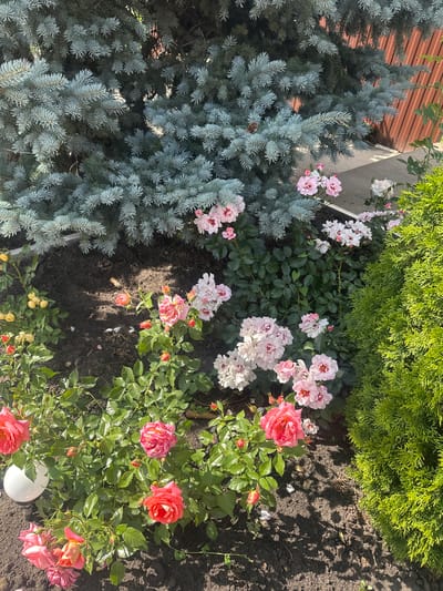 In Arkadak, Russia, a garden scene unfolds with a prominent blue spruce tree as a backdrop. In the foreground, a variety of roses bloom in shades of pink, red, and white. The flowers are arranged in clusters and individually, with some fully open and others still in bud. Green foliage surrounds the roses, with the dark soil of the garden bed visible between the plants. To the right, a lush green evergreen shrub adds texture and color to the composition. A brown wooden fence is partially visible behind the blue spruce. The lighting suggests a sunny day, casting shadows from the trees and plants onto the ground. There are no people or animals present in the image.