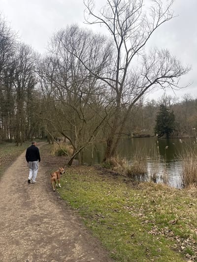 A man and a dog walk on a dirt path bordered by leafless trees on one side and a grassy bank sloping down to a body of water on the other. The man wears a black top and grey pants. The dog is brown. The water is calm with some reeds along the edge. The sky is overcast.
