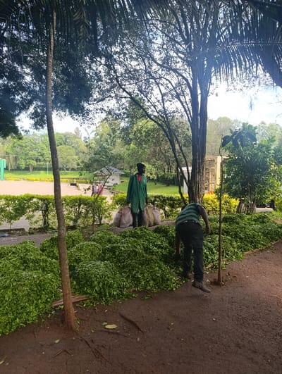 The image depicts an outdoor scene in Kaplelwo, Kenya, likely a tea plantation or processing area, focusing on two men amidst large quantities of freshly harvested green leaves.
In the foreground and mid-ground, expansive piles of vibrant green tea leaves are spread across the reddish-brown dirt ground. A tall, slender tree trunk rises vertically on the left side of the frame, partially obscuring some of the leaf piles.
One man is seen in the right mid-ground, bending over the piles of leaves. He wears a striped green and black shirt, dark trousers, and dark shoes, appearing to be actively gathering or working with the leaves. Further back and slightly to the left, another man stands upright, wearing a long green tunic or coat with a hint of red underneath, and looks towards the left. Near him are several large, light-colored sacks, some appearing full, resting on the ground amidst the collected leaves, suggesting they are used for storage or transport.
The background is rich with lush green foliage from numerous trees, some with dense canopies and others with sparser branches, including what appears to be palm fronds overhead on the left. In the distance, well-maintained green hedges and a glimpse of what could be a playing field or garden area are visible, along with some indistinct structures. The lighting is soft and natural, suggesting daytime with potentially overcast skies or dappled light filtering through the trees. The overall scene conveys an active agricultural setting focused on the handling of tea leaves. No visible text is present in the image.