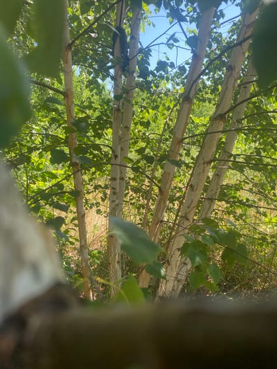 The image shows a cluster of birch trees with white, peeling bark. The trees are surrounded by lush green foliage and some dry grass. The sky is a clear blue. The scene appears to be a natural outdoor setting, possibly a park or wooded area within the city of Tyvriv, Ukraine. There are no people or animals visible in the image. The foreground is partially obscured by out-of-focus leaves and a dark, blurry object. The overall impression is one of a peaceful, sunlit natural environment.