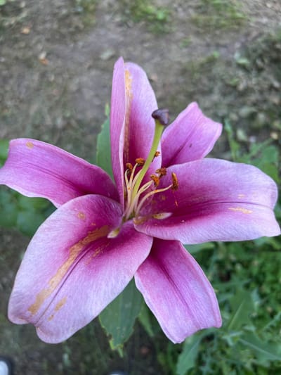 A close-up, overhead shot features a vibrant pink lily in full bloom, its petals unfurling to reveal delicate stamens and pistils at its center. The flower is positioned in the foreground against a soft-focus background of gray dirt and green foliage. The lily's petals display subtle variations in color, with lighter shades near the edges and deeper pinks towards the center, accented by faint golden streaks. The texture of the petals is clearly visible, showing fine lines and a slightly velvety appearance. The overall impression is one of natural beauty and delicate detail. The image does not provide any specific information or context that would allow for its location to be identified within the city of Magas, Russia.