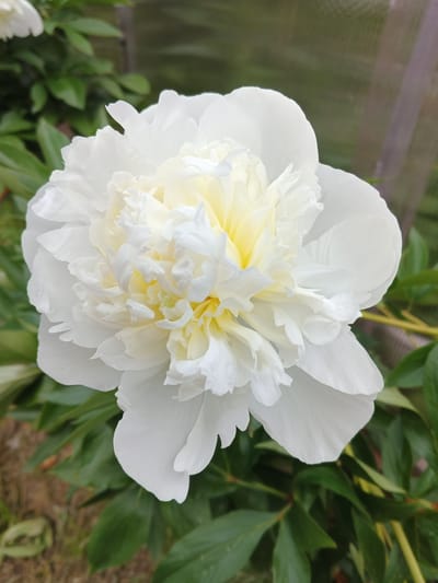 A close-up shot focuses on a large, fully bloomed white peony. The petals are layered and ruffled, with the inner petals showing a soft yellow hue. The flower is set against a backdrop of lush green leaves, some of which are blurred due to the shallow depth of field. In the upper left, the edge of another white flower is visible. The background also shows a blurred wooden structure, possibly a fence or part of a greenhouse, and a glimpse of dry, brown earth. The lighting suggests it is daytime, likely outdoors in a garden setting in Suvorov, Russia. No people or text are visible in the image.