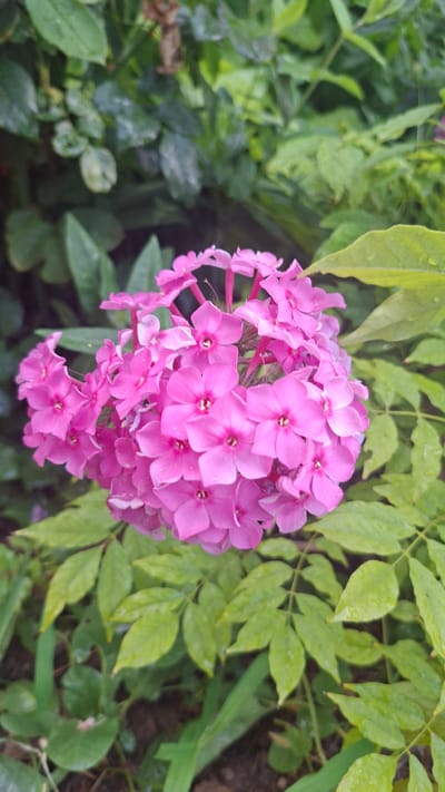 In Gazalkent, Uzbekistan, a cluster of vibrant pink phlox flowers is the central focus of the image, captured in a close-up shot. The delicate petals of the flowers are arranged in a dense, rounded inflorescence, with some individual blossoms showing their star-shaped centers. They appear slightly wet, suggesting recent rain or dew, which also enhances the sheen on the surrounding green leaves. The background consists of lush, dark green foliage, with some leaves appearing slightly blurred due to the shallow depth of field, creating a natural garden setting. The overall lighting is soft and diffused, typical of an overcast day or shaded area.