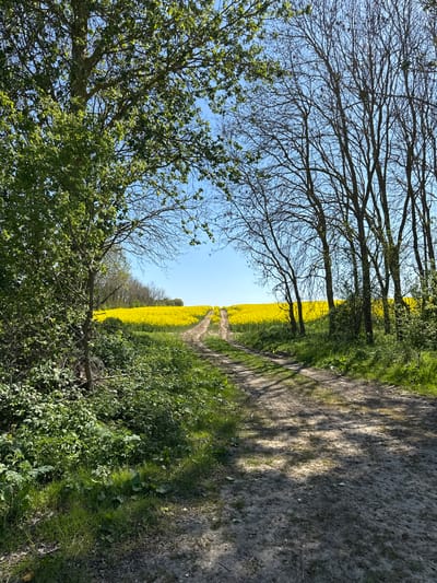 This image captures a serene rural landscape in North Hertfordshire, United Kingdom, likely during the spring season. A narrow, unpaved dirt path, illuminated by sunlight and patterned with distinct tree shadows, runs vertically along the right side of the frame, leading into the distance. To the immediate left of the path lies a vast field of vibrant, bright yellow flowers, characteristic of rapeseed or canola, extending as far as the eye can see under a clear, brilliant blue sky.
A row of deciduous trees lines the path on the left. Some trees, particularly in the mid-ground, show intricate bare branches against the sky, while others in the foreground and further along the path exhibit fresh, lush green leaves, indicating new growth. Dense green foliage, including grass and various shrubs, borders the path and grows beneath the trees.
The strong shadows and clear sky suggest a sunny day, possibly midday or early afternoon. The scene evokes a sense of tranquility and natural beauty. There are no people or visible text in the image.