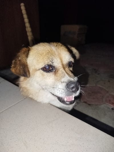 A medium-sized dog with tan and brown fur peeks its head over a light-colored tiled surface. The dog's mouth is slightly open, revealing its pink tongue and teeth. The background is dark, with some out-of-focus objects, including what appears to be a cardboard box. The scene is set at night. The location of Țipordei, Moldova, is not determinable from the image itself.