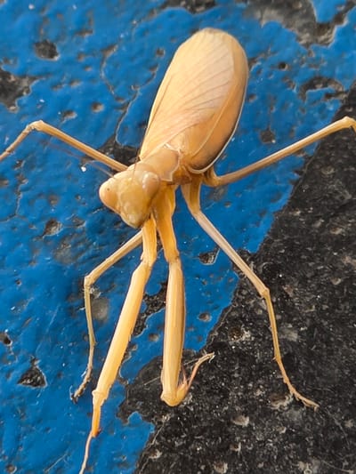 A close-up, high-angle shot shows a tan praying mantis resting on a rough, textured surface of bright blue and black. The praying mantis is positioned diagonally across the frame, with its head facing the upper left. Its long, thin legs are spread out, supporting its body. The insect's wings are visible, folded over its back. The blue and black surface appears to be outdoors, possibly a painted wall or pavement. There are no people or other animals visible in the image. The specific location within the city of Mitry-Mory, France, is not identifiable from the visual information provided.