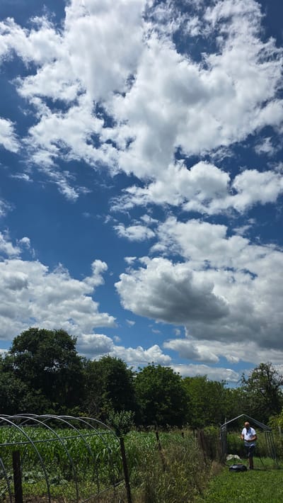 This is a vertically oriented, medium shot of a bright, partly cloudy sky with a person standing on a grassy area to the right. The sky is a vibrant blue, filled with fluffy white cumulus clouds that cast soft shadows.
On the right side of the frame, a person is standing and looking down at something in their hands. They are wearing a white t-shirt and dark shorts. The person is positioned on a well-maintained lawn, with a line of lush green trees and vegetation forming a backdrop. A fence runs along the foreground, enclosing a garden area with young green plants. In the background, more trees create a dense forest line. The overall scene suggests a warm, sunny day, likely in the late morning or early afternoon, given the bright light and the position of the sun. The location appears to be rural, possibly a backyard or a park, with a focus on the natural environment. There is no visible text in the image.
