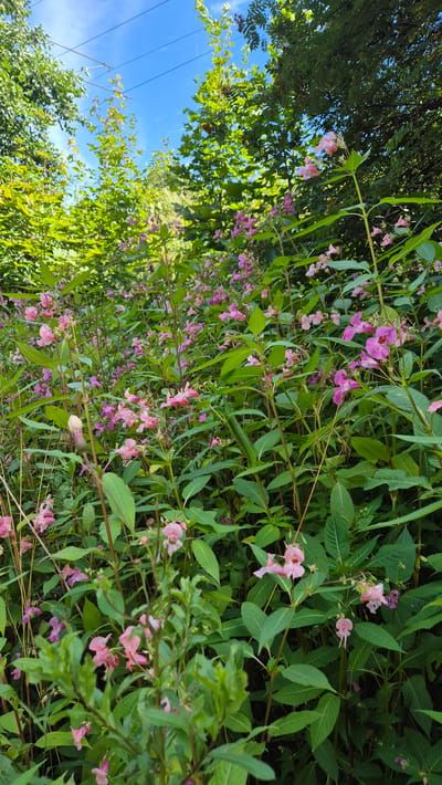 The image shows a dense patch of Himalayan balsam (Impatiens glandulifera) with numerous pink flowers and green leaves, under a bright blue sky with a few thin white clouds. The plants are tall and slender, with some reaching above the natural treeline, suggesting they are growing in a wild or semi-wild area. The background includes leafy trees, some with red berries, and overhead power lines. The scene appears to be a natural environment, possibly a roadside verge, park, or woodland edge. No people or animals are visible. The overall impression is one of lush, overgrown vegetation on a clear day. The plants are in bloom, indicating it is likely summer. Based on the presence of power lines and the general appearance of the vegetation, the location could be an urban or semi-urban fringe area. Given the context of Kotka, Finland, this scene could be found along walking paths or in parks within the city where non-native species like Himalayan balsam can thrive.