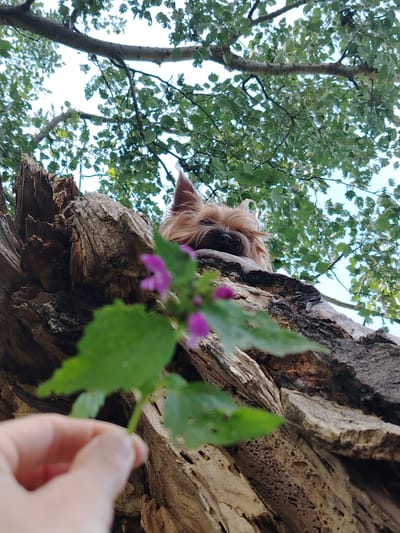 An outdoor, low-angle medium shot shows a small, tan-colored dog peeking over the edge of a rough, weathered tree trunk. The dog has its head resting on the trunk, with its ears perked and its eyes visible. In the foreground, a person's hand is holding a green leaf with small purple flowers. The background is filled with green leaves and branches of a tree against a bright sky. The image appears to be taken in a natural setting, possibly a park or forest. The location is Fyodorovskaya, Russia.