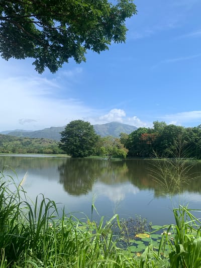 This image depicts a tranquil lake scene in Buduruwagala, Sri Lanka, under a clear blue sky dotted with wispy clouds. The foreground is dominated by lush green grass and reeds, with some aquatic plants, including lily pads and two small pink water lilies, visible in the water. The lake itself is calm, reflecting the surrounding landscape. Across the water, a dense line of trees forms the mid-ground, with a particularly large, mature tree standing prominently in the center. Beyond the trees, rolling green hills and mountains rise in the background, their forms softened by distance and a light haze. The overall impression is one of natural beauty and serenity.