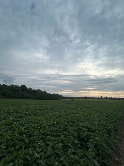 The image depicts a wide agricultural field, likely containing soybeans given the dense, leafy green crop covering the foreground and stretching towards the horizon. A line of trees borders the field on the left, with a glimpse of a treeline and some structures in the distance on the right. The sky is overcast with a dramatic display of grey and white clouds, with a subtle band of light indicating the presence of the sun near the horizon, suggesting either dawn or dusk. The scene appears to be set in a rural area, possibly on the outskirts of Terny, Ukraine, given the context provided. There are no people or animals visible in the frame. The overall impression is one of natural landscape under a moody sky.