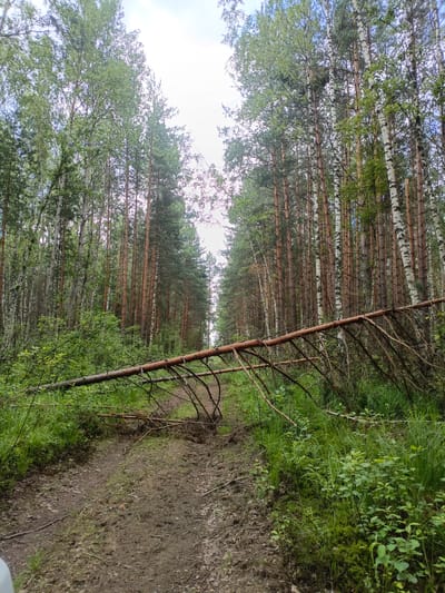 This media file captures a scene within a forest, likely in Priozernyi, Russia. The primary subjects are the trees, predominantly tall pines and birches, which create a dense canopy overhead. A significant fallen pine tree lies across a dirt path, acting as an obstruction and a focal point in the image. The path itself appears to be a trail, muddy and somewhat overgrown, suggesting it might be less frequented or recently impacted by weather.

The setting is a forest interior, characterized by the natural growth of trees and underbrush. The time of day appears to be daytime, with diffused light filtering through the trees, indicating an overcast or bright sky. The weather seems to be mild, suitable for being outdoors, with ample greenery indicating a period of growth.

Notable details include the textures of the bark on the trees, the rough, dry appearance of the fallen pine, and the vibrant green of the grass and bushes lining the path. The overall emotion conveyed by the image is one of natural tranquility and perhaps a slight sense of adventure or obstacle due to the fallen tree. There is no visible text within the image.