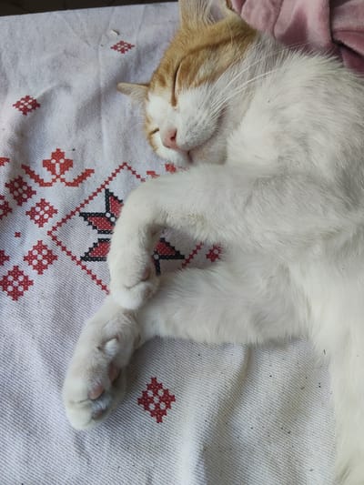A ginger and white cat is sleeping peacefully on a white fabric with red embroidered patterns. The cat's eyes are closed, and its head is tilted slightly, revealing its pink nose and delicate whiskers. Its front paws are tucked neatly under its chin, showcasing its soft white fur. The fabric beneath the cat features geometric red designs, adding a touch of visual interest to the scene. A hint of a pink blanket or cloth is visible in the upper right corner of the image. The lighting suggests it might be daytime, with a soft, natural light illuminating the cat and its surroundings. The overall impression is one of tranquility and comfort, as the cat enjoys a restful nap. There are no visible text elements in the image.