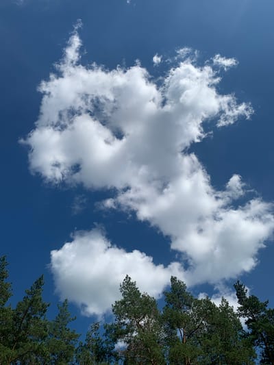 This is a low-angle, wide shot of a clear blue sky with scattered white cumulus clouds. The sky occupies the majority of the frame, with the tops of pine trees visible along the right and bottom edges. The trees are dense with green needles and appear to be part of a forest. The clouds are bright and fluffy, some appearing larger and more defined than others, suggesting a sunny day with fair weather. The overall scene conveys a sense of peace and nature. The lighting indicates it is daytime, likely midday due to the brightness of the sky and clouds. There is no text visible in the image. The location is Pokotylivka, Ukraine.