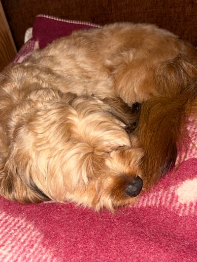 A fluffy, light brown dog is curled up asleep on a red and white plaid blanket. The dog's head is tucked in, and its tail is wrapped around its body. The dog's fur is a mix of light brown and tan, and its nose is black. The blanket is made of a soft, woven material. The background is blurred, but appears to be a dark brown surface, possibly furniture. The image was taken indoors.