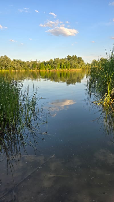 The media file depicts a serene natural scene at the edge of a body of water, likely a lake or river. The perspective is a reflection in the water, creating an upside-down view of the sky, clouds, and a tree-lined shore. Tall green reeds and grasses grow along the bank, reaching into the foreground of the image. The sky is a clear blue with scattered fluffy white clouds, suggesting fair weather. The reflection in the water is sharp, with the trees and sky appearing as a mirror image. The time of day appears to be late afternoon or early evening, given the quality of light and the warm glow on the distant treeline. The overall mood is peaceful and tranquil, evoking a sense of calm. No people, objects, or visible text are present in the image. The location context of Uralsk, Kazakhstan, places this scene within a natural environment, possibly a park or a natural reserve, known for its water bodies and vegetation.