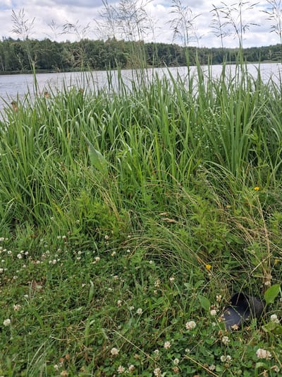 The image depicts a natural scene of lush green grass and clover flowers growing along the edge of a body of water, likely a lake or river, in Reutyntsi, Ukraine. The foreground is dominated by tall, dense green grass, with some dried stalks and smaller plants interspersed. Tiny white clover flowers are scattered throughout the grassy area, adding touches of white to the predominantly green landscape. A few small yellow flowers are also visible, adding hints of color.
In the mid-ground, the calm water reflects the cloudy sky and the treeline on the opposite bank, which is densely forested with a variety of trees. The reflection creates a slightly blurred, muted image of the distant landscape. The sky appears overcast, suggesting a possibly cooler or damp day, though no direct precipitation is visible.
A dark, possibly black, object is partially obscured by the grass and clover in the right-hand side of the image. Its exact nature is unclear, but it appears to be a solid, man-made object, perhaps a piece of discarded equipment or a personal item.
The overall impression is one of a peaceful, overgrown natural environment. The focus is on the textures and colors of the vegetation and the tranquil presence of the water. There is no visible text in the image. The time of day is difficult to ascertain precisely due to the overcast conditions, but it appears to be daylight. The scene evokes a sense of quiet and natural beauty.