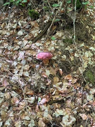 A red-capped mushroom is situated on a forest floor covered in fallen leaves. The forest floor is a mix of brown and tan dried leaves, pine needles, and twigs. Green moss is visible on a rock or tree trunk in the upper right portion of the image. The environment suggests a natural setting, likely a forest in or around Arda, Bulgaria. There are no people or discernible actions taking place. The image is a close-up, downward-facing shot of the mushroom and its immediate surroundings.