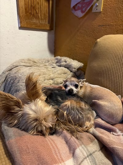 Three dogs are huddled together in a pet bed, covered in a blanket. A chihuahua with a gray face and large eyes looks directly at the camera. A small, tan, long-haired dog rests near the chihuahua. The third dog, also tan and long-haired, is positioned at the bottom. A large, tan pillow rests behind the dogs and is partially covered by the blanket. A wooden frame and a white wall with a hook and a cloth hanging on it are visible.