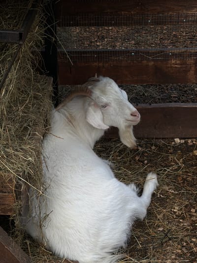 The image depicts a white goat lying in hay within a partially enclosed wooden structure. The goat's body is mostly positioned toward the right, with its head turned to the left. The enclosure consists of wooden boards, some with wire mesh. The environment includes hay and some scattered debris. The location, according to the prompt, is Polivanovo, Russia, but this cannot be verified from the image itself. There are no people visible.