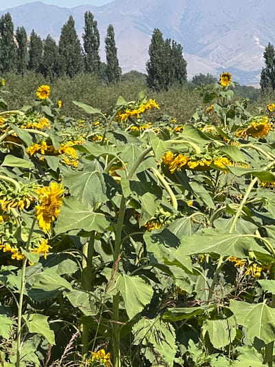 A field of sunflowers, with their characteristic large green leaves and yellow petals, is shown in Karamazar, Uzbekistan. The sunflowers are in various stages of bloom, with some facing upwards towards the sun and others drooping. In the background, tall, slender trees form a line against a hazy, mountainous landscape. The sky is a pale blue, and the overall impression is one of a sunny, rural setting.