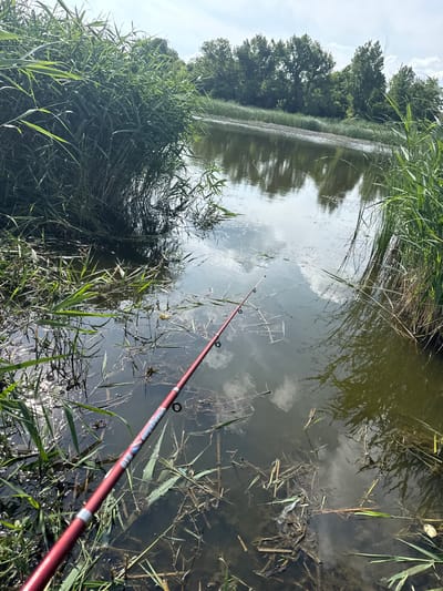 This image depicts a peaceful outdoor scene, likely a fishing spot in Zamfir, Bulgaria. The central focus is a red fishing rod extending from the lower right foreground into a calm body of water, suggesting an ongoing fishing activity. Visible text on the rod includes "Guangdao 360".

The water, possibly a pond or a slow-moving river, reflects a bright, cloudy sky, indicating it is daytime. Patches of sunlight glint off the water's surface. The banks are heavily lined with tall, vibrant green reeds and grasses, creating a natural, verdant border around the water. On the opposite side of the water, a dense line of trees forms the distant background, reinforcing the natural setting.

The water contains various elements, including submerged and floating reeds, sticks, and other natural debris. There appears to be some minor light-colored litter mixed with the natural debris in the water near the banks. No people are visible in the frame, but the positioned fishing rod clearly implies human presence and leisure activity. The overall atmosphere conveys tranquility and a connection with nature.