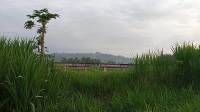 A daytime view in Blangtingkeum, Indonesia, features tall green grass in the foreground, obscuring a low concrete barrier. Behind the barrier lies a landscape of rolling hills with dense vegetation. The sky is overcast. A single papaya tree with green foliage and a thin trunk stands on the left side, partially obscured by grass.