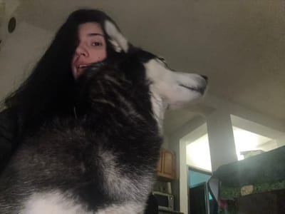 A husky dog is close to the camera, obscuring the face of a person who is lying down. The dog is black and white. In the blurred background, there is an interior with a table and a cabinet. The location cannot be determined from the image.