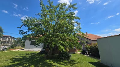 In the city of Rudnik, Bulgaria, on a sunny day with scattered white clouds, a lush green tree dominates the foreground of a residential yard. The tree, with its full canopy of leaves, casts dappled shadows on the neatly mowed green lawn. Behind the tree, a single-story white house with an orange tiled roof is visible, featuring a dark-framed window. To the left of this house, a taller, multi-story building with a similar tiled roof is partially obscured by foliage. In the background, a white structure with a red-trimmed roof stands to the right. The scene depicts a tranquil domestic setting with a focus on the natural elements of the yard.