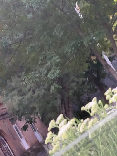 The media file depicts an outdoor scene, likely in Tumanyan, Armenia, with a focus on foliage and architectural elements. The image is oriented with the top of the frame showing greenery and a light-colored object that appears to be a diagonal pipe or beam. Below this, a dense canopy of dark green leaves from trees dominates the left side of the frame. Towards the right, there are clusters of pale yellow flowers, possibly a flowering plant. The background reveals the side of a building with windows. The building's facade is a muted reddish-brown, and the windows have white frames. The overall lighting suggests it is either early morning or late evening, given the dim natural light and the way the building is illuminated. The scene appears calm and static, with no active subjects or events depicted. The focus is on the natural environment interacting with man-made structures. No visible text is present in the image.