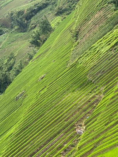 The image shows an aerial view of terraced rice fields in Bản Hồ, Vietnam. The rice paddies form horizontal green lines across the landscape. Vegetation and trees are visible, indicating a natural environment with cultivated land.