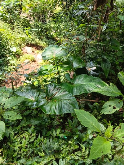 This image captures a vibrant and dense natural scene, characteristic of a tropical environment. The foreground and midground are dominated by lush green foliage, featuring several large-leaved plants with glossy surfaces and prominent veins, possibly belonging to the Araceae family like taro or elephant ear. These large leaves show signs of moisture, with water droplets visible on their surfaces.
Behind these larger plants, and extending towards the left side of the frame, there is a section of exposed reddish-brown earth, suggesting a small slope or bank, covered in patches by smaller, lighter green vegetation. The background is a thick tapestry of various shades of green, indicating dense forest or jungle growth with sunlight filtering through the canopy.
No people or animals are visible in the scene. The time of day appears to be daytime, as evidenced by the bright, natural lighting and the play of light and shadow on the leaves. The weather seems calm. The overall impression is one of a wild, untamed natural landscape. A small piece of green litter with unidentifiable white markings is visible among the smaller plants in the lower central area of the image. The setting aligns with the provided context of Desa Mburukulu, Indonesia.