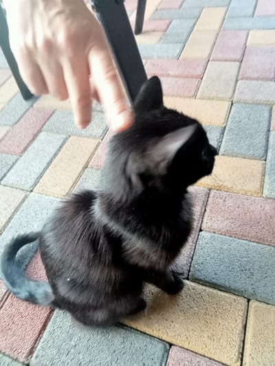 A black kitten is being petted by a hand on its back, on a pathway made of interlocking bricks in various colors. The kitten is facing to the right of the frame, with its tail curled. The hand is in the upper left corner of the frame, with fingers extended. The environment appears to be outdoors, possibly a garden or courtyard, given the brick pathway and the presence of what looks like a metal chair leg in the background. The image was taken in Novoterkskiy, Russia.