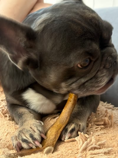 A close-up, eye-level shot shows a dark-grey French Bulldog chewing on a light-brown, cylindrical chew toy. The dog is lying on a textured, peach-colored blanket. Its paws are visible, with one paw resting on the chew toy. The dog's face is partially obscured by its paws and the toy, but its eye is visible, looking towards the right. The background is blurred, with hints of human skin and light-colored fabric. The scene is indoors, likely in a home environment. There is no discernible connection to the city of Maloyaroslavets, Russia.